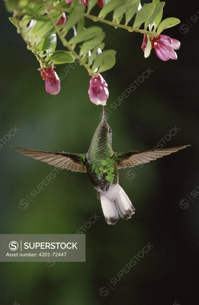 Coppery-headed Emerald (Elvira cupreiceps) hummingbird, male feeding on and pollinating Heath (Satyria warszewiczii) flowers, in cloud forest, Costa Rica