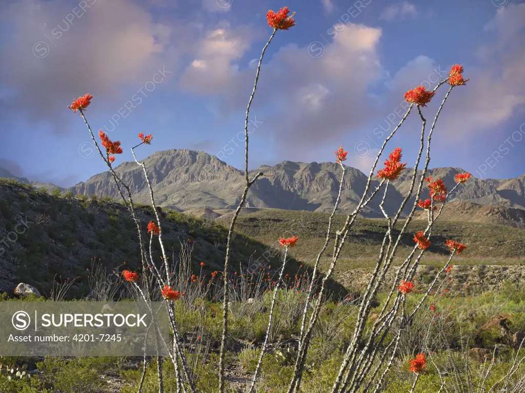 Ocotillo (Fouquieria splendens), Big Bend Ranch State Park, Chihuahuan Desert, Texas