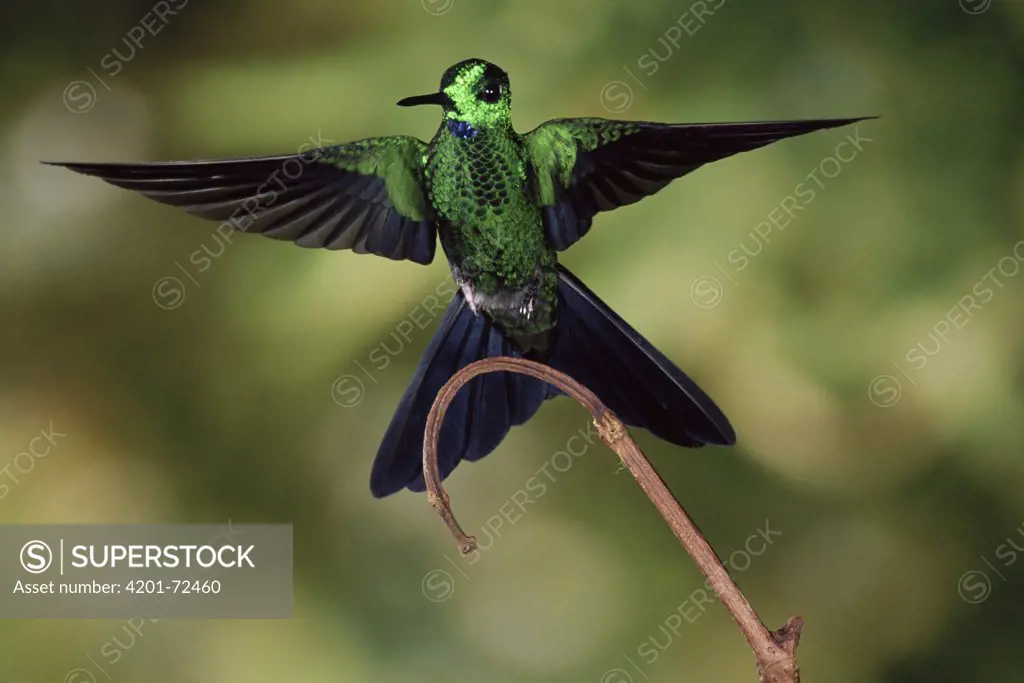 Green-crowned Brilliant (Heliodoxa jacula) hummingbird male, cloud forest, Costa Rica