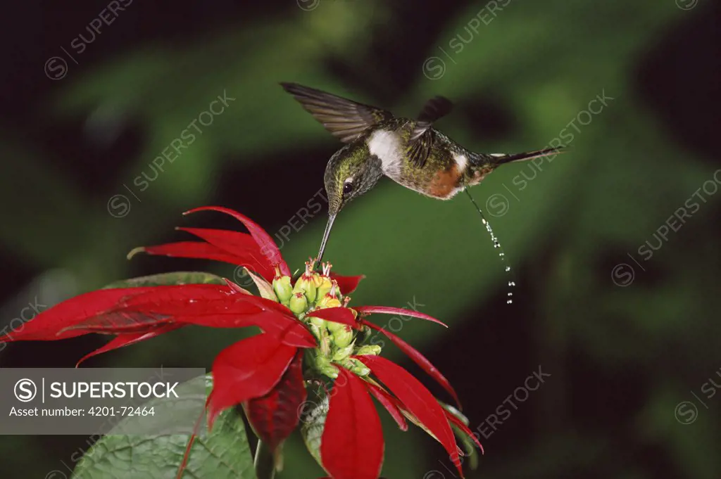 Magenta-throated Woodstar (Calliphlox bryantae) hummingbird male feeding at and pollinating Poinsettia (Euphorbia pulcherrima) flowers while defecating, cloud forest, Costa Rica