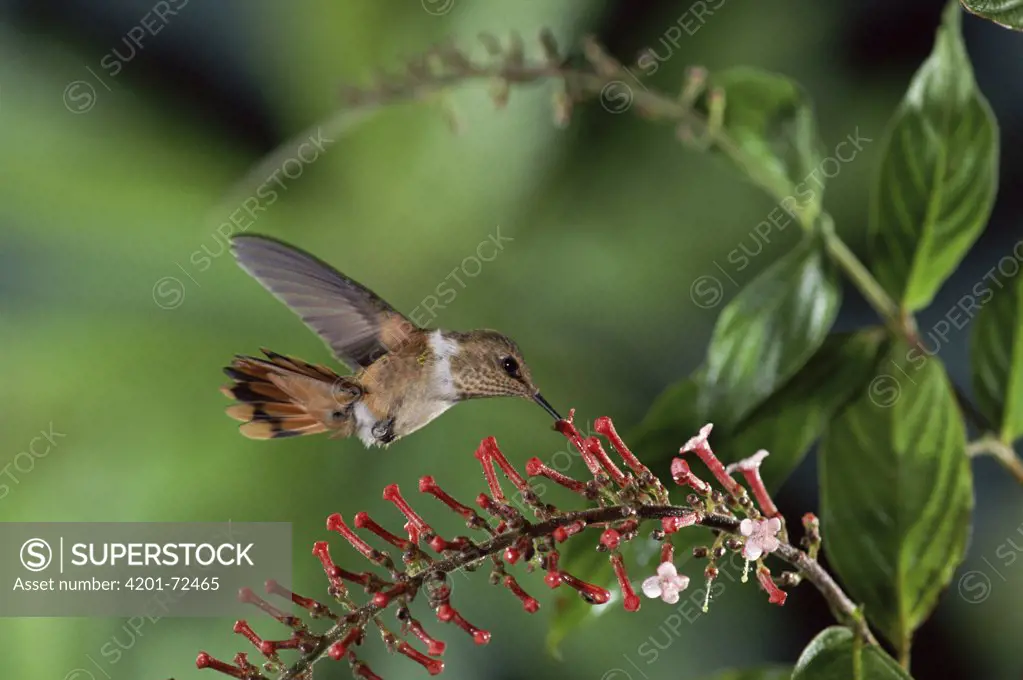 Scintillant Hummingbird (Selasphorus scintilla) feeding and pollinating Madder (Gonzalagunia rosea) flowers, cloud forest, Costa Rica