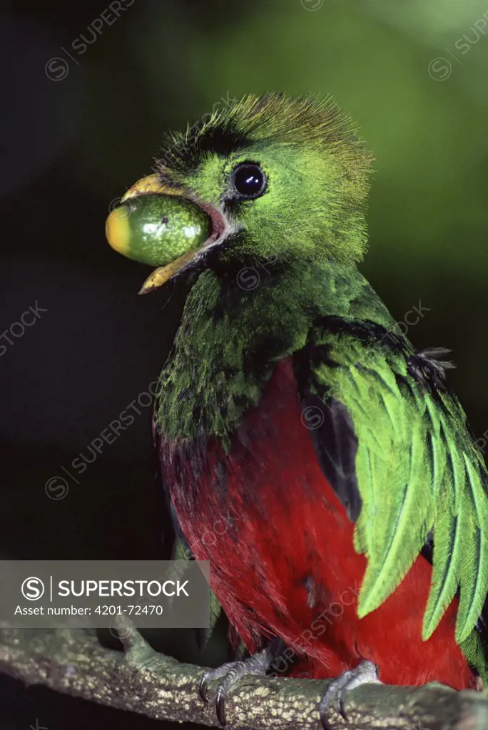 Resplendent Quetzal (Pharomachrus mocinno) male, with avocado fruit, Monteverde Cloud Forest Reserve, Costa Rica