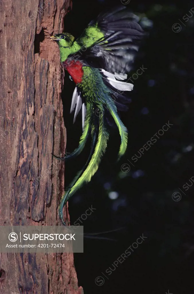Resplendent Quetzal (Pharomachrus mocinno) male, flying, Monteverde Cloud Forest Reserve, Costa Rica