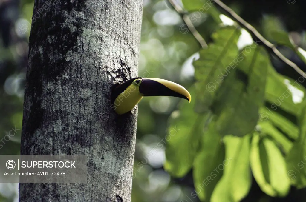 Chestnut-mandibled Toucan (Ramphastos swainsonii) nest hole, rainforest, Costa Rica