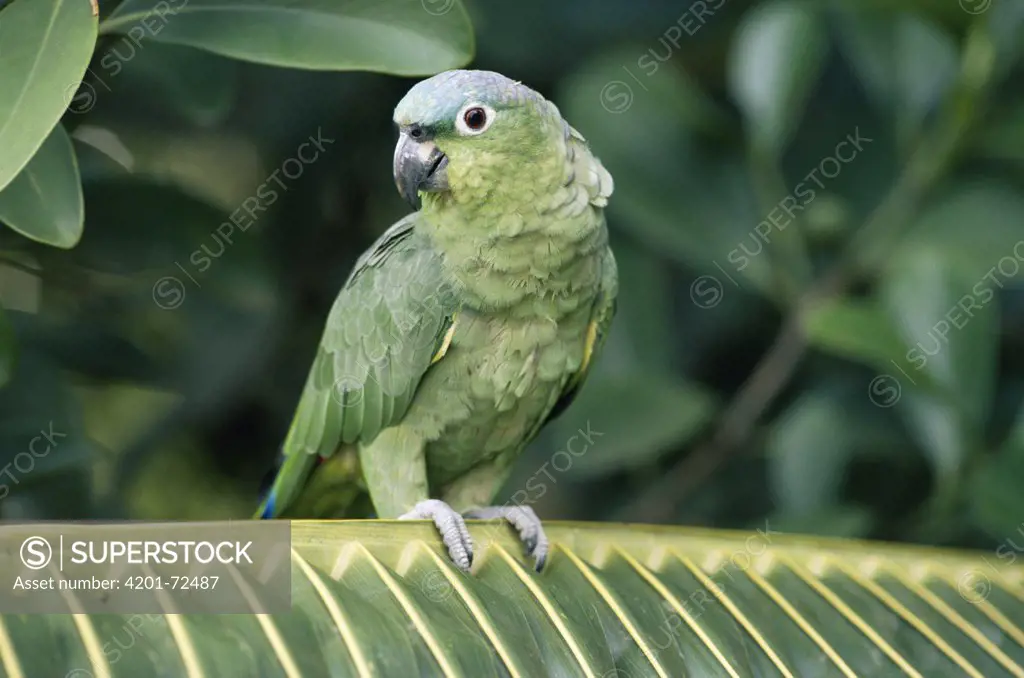 Mealy Parrot (Amazona farinosa) perching on palm frond, rainforest, Central America