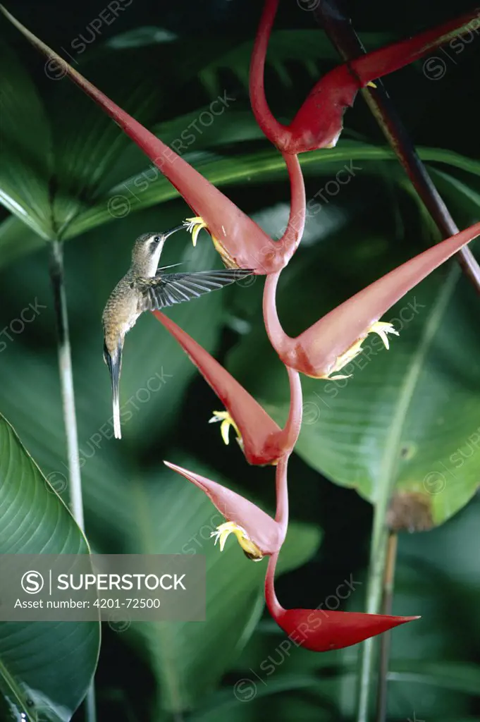 Long-tailed Hermit (Phaethornis superciliosus) hummingbird feeding on and pollinating Heliconia (Heliconia sp) flower, rainforest, Costa Rica