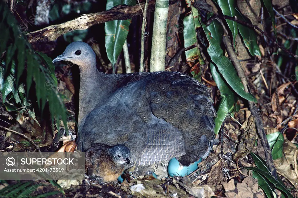Highland Tinamou (Nothocercus bonapartei) male, at nest, Monteverde Cloud Forest Reserve, Costa Rica