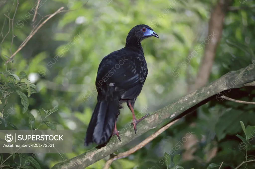 Black Guan (Chamaepetes unicolor), Monteverde Cloud Forest Reserve, Costa Rica