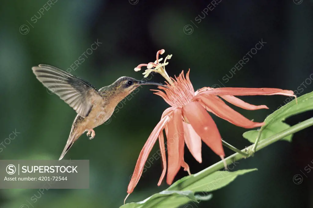 Bronzy Hermit (Glaucis aenea) hummingbird feeding and pollinating a Perfumed Passion Flower (Passiflora vitifolia) flower, rainforest, Costa Rica