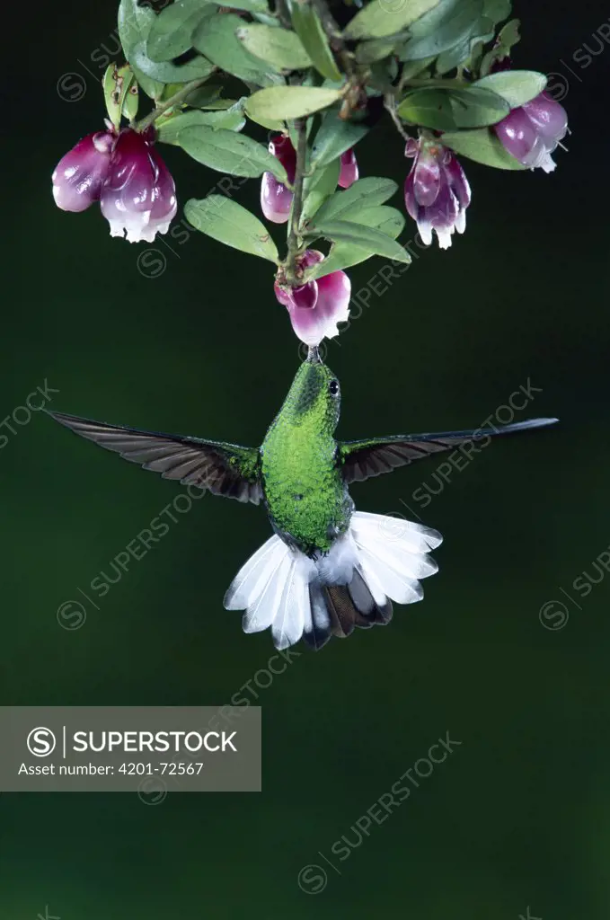 Coppery-headed Emerald (Elvira cupreiceps) hummingbird, male feeding and pollinating flowers of epiphytic Heath (Cavendishia capitulata) cloud forest, Costa Rica