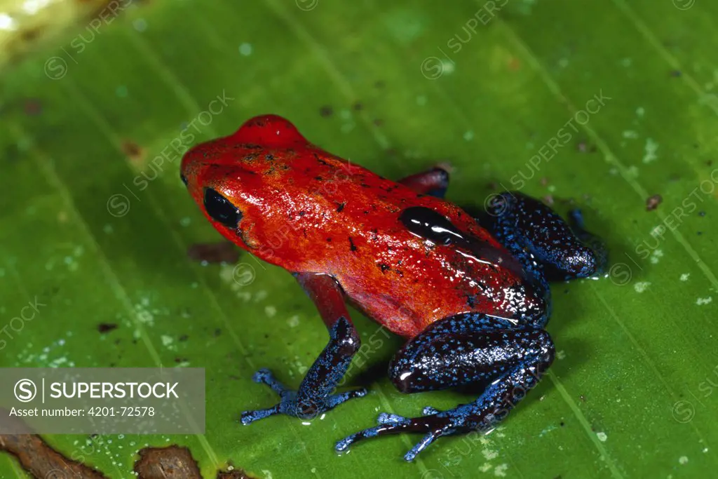 Strawberry Poison Dart Frog (Dendrobates pumilio) female, carrying tadpole to water, rainforest, Costa Rica