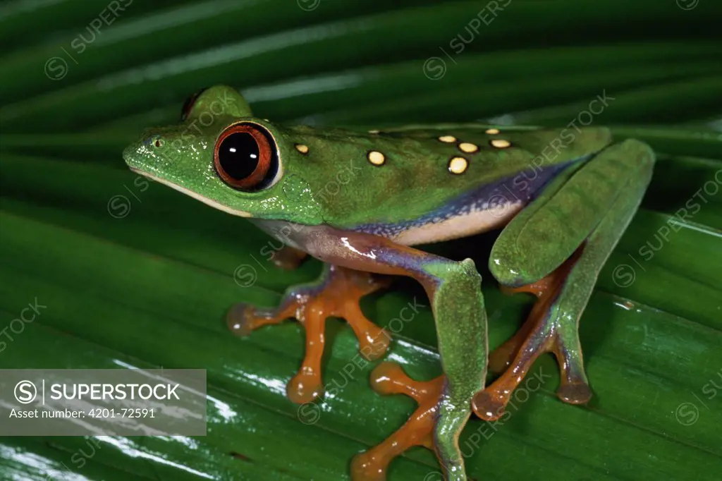 Misfit Leaf Frog (Agalychnis saltator) sitting on leaf, close-up, side view, rainforest, La Selva Biological Research Station, Costa Rica