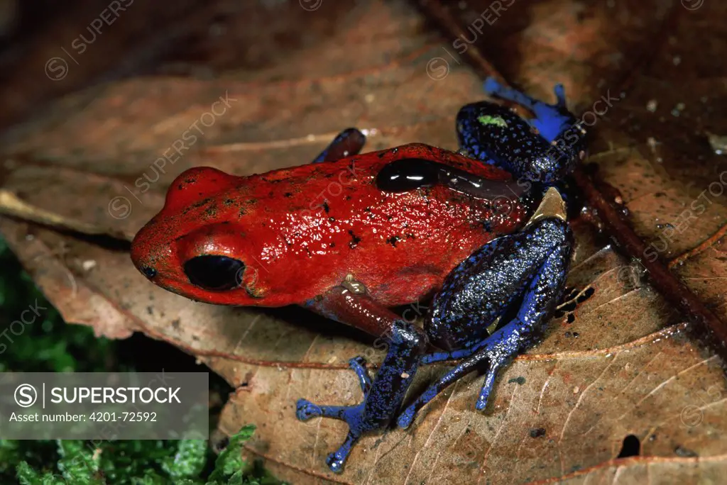 Strawberry Poison Dart Frog (Dendrobates pumilio) female carrying tadpole, rainforest, La Selva Biological Research Station, Costa Rica