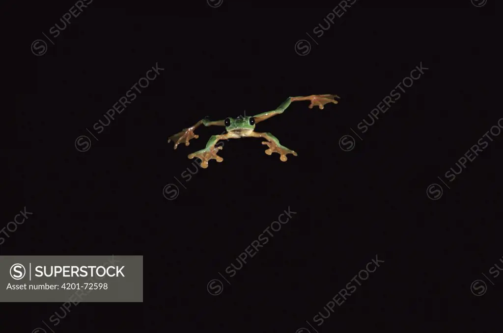 Gliding Leaf Frog (Agalychnis spurrelli) in rainforest, Costa Rica