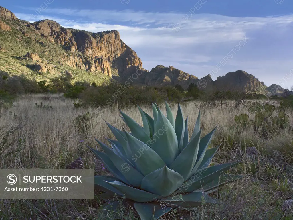 Agave (Agave sp) and Emory Peak, Chisos Mountains, Big Bend National Park, Chihuahuan Desert, Texas