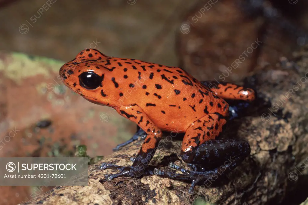 Strawberry Poison Dart Frog (Dendrobates pumilio) in warning colors, rainforest, Costa Rica