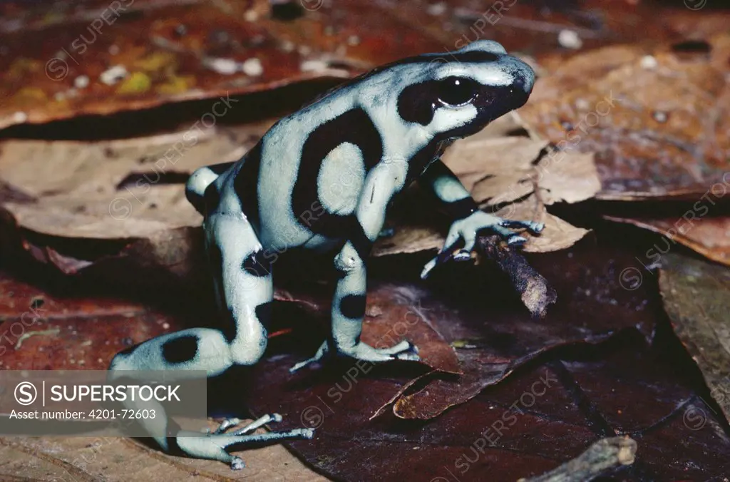 Green and Black Poison Dart Frog (Dendrobates auratus) showing warning colors, rainforest, Costa Rica