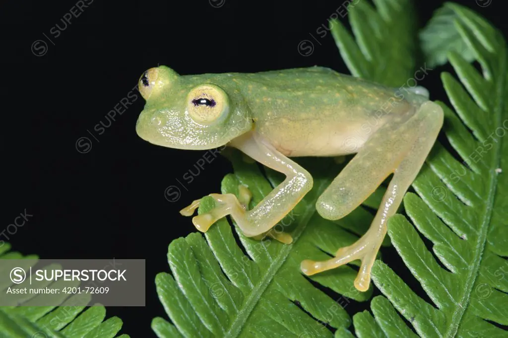 Grainy Cochran Frog (Centrolenella granulosa) sitting on leaf, cloud forest ecosystem, Costa Rica