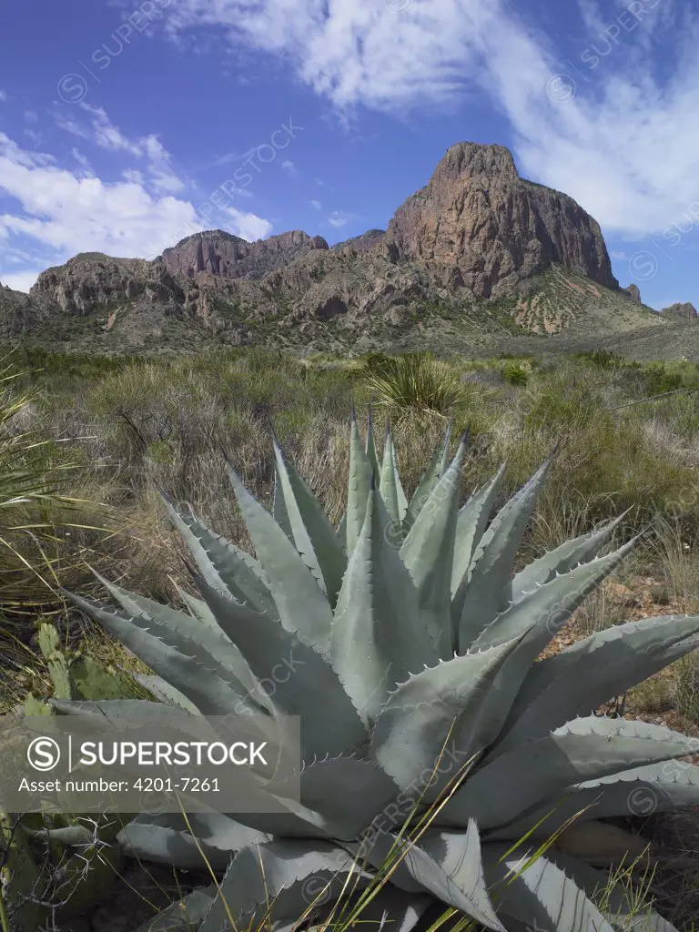Agave (Agave sp) below Emory Peak, Chisos Mountains, Big Bend National Park, Chihuahuan Desert, Texas
