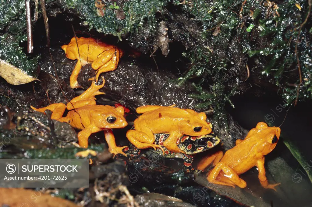 Golden Toad (Bufo periglenes) males and single female form breeding aggregation, extinct, Monteverde Cloud Forest Reserve, Costa Rica