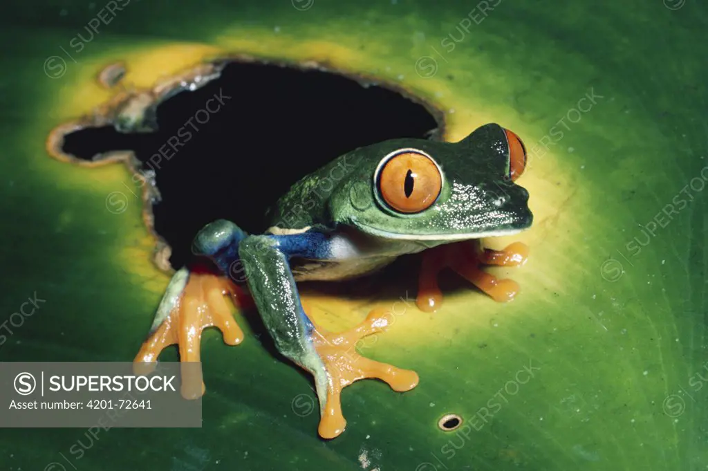 Red-eyed Tree Frog (Agalychnis callidryas) on (Heliconia mathiasii) rainforest, Costa Rica