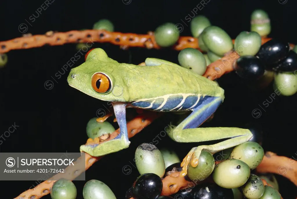 Tiger-striped Leaf Frog (Phyllomedusa tomopterna) or Barred Leaf Frog, portrait, side view, South America