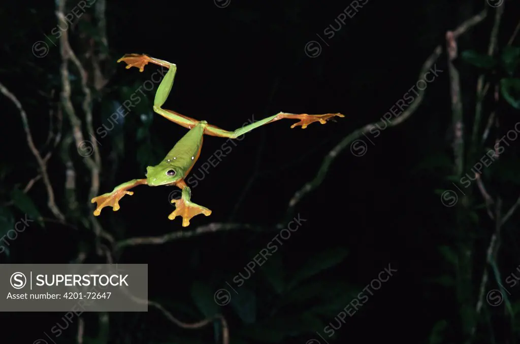 Gliding Leaf Frog (Agalychnis spurrelli) leaping, rainforest, Costa Rica