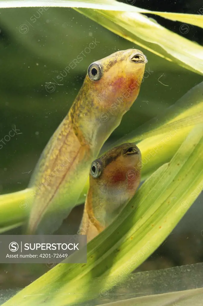 Red-eyed Tree Frog (Agalychnis callidryas) tadpoles in rain water pond, Costa Rica