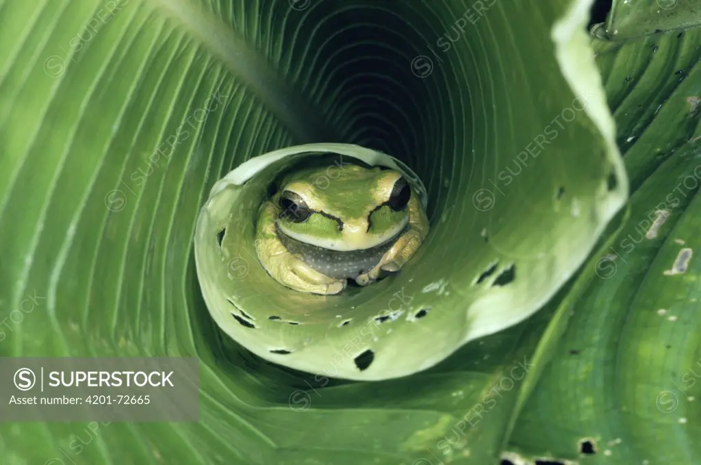 Tarraco Treefrog (Smilisca phaeota) sleeping on Heliconia leaf, rainforest, Costa Rica