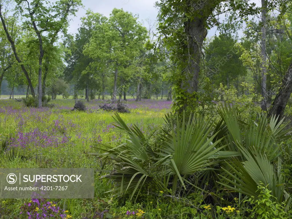 Brazos Penstemon (Penstemon tenuis) meadow in Big Thicket National Preserve, Texas