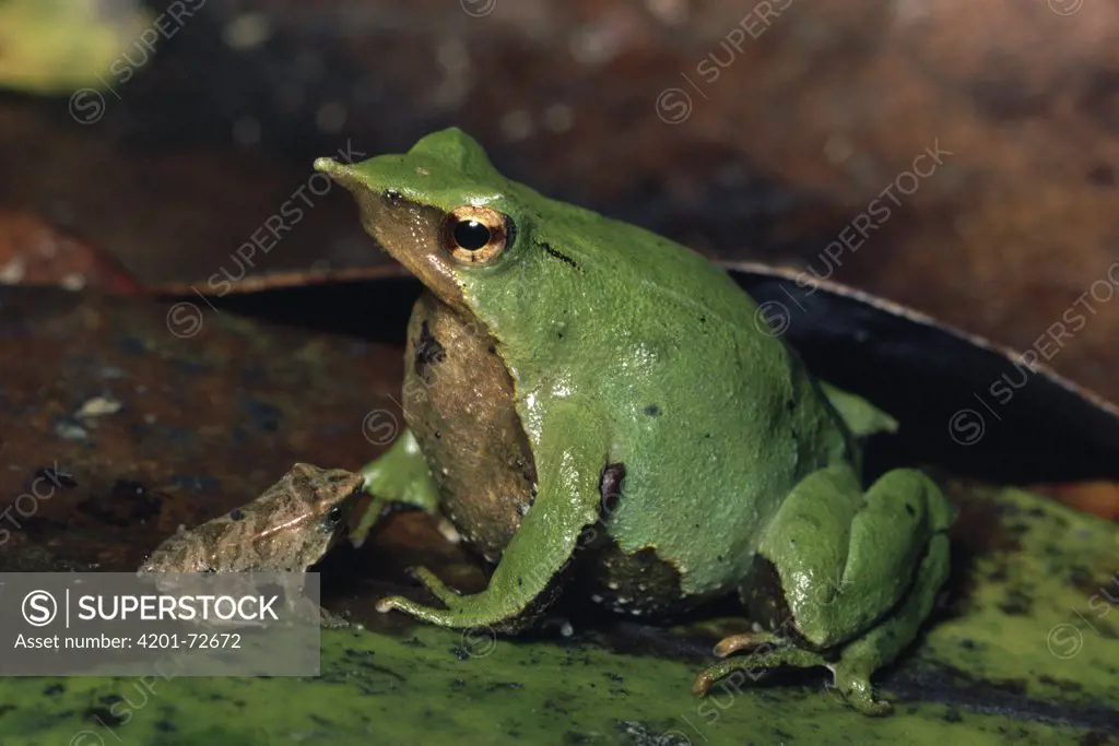 Darwin's Frog (Rhinoderma darwinii) male with froglets, in vocal sac, austral rainforest, Chiloe Island, Chile