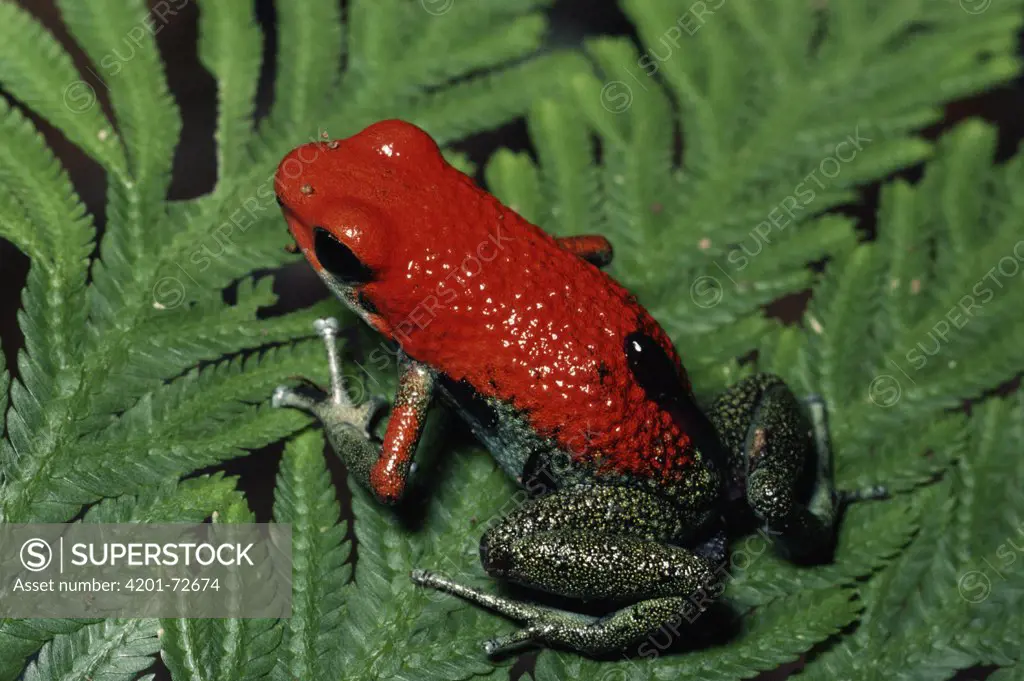 Granular Poison Dart Frog (Dendrobates granuliferus) female carrying tadpole, rainforest, Costa Rica
