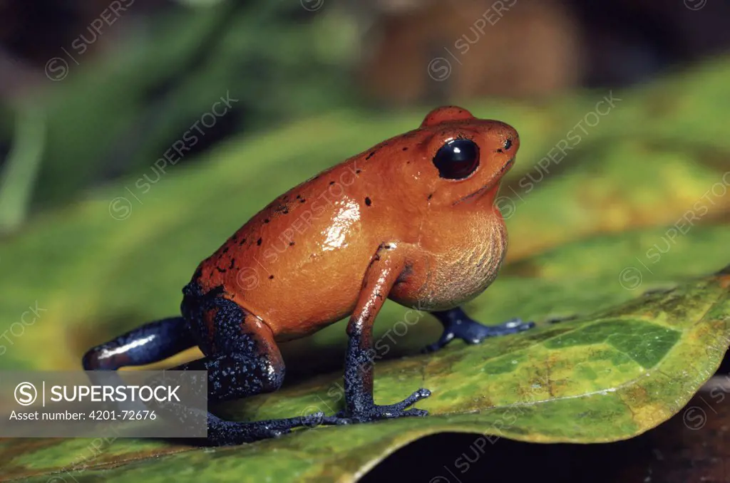 Strawberry Poison Dart Frog (Dendrobates pumilio) male calling, rainforest, Costa Rica