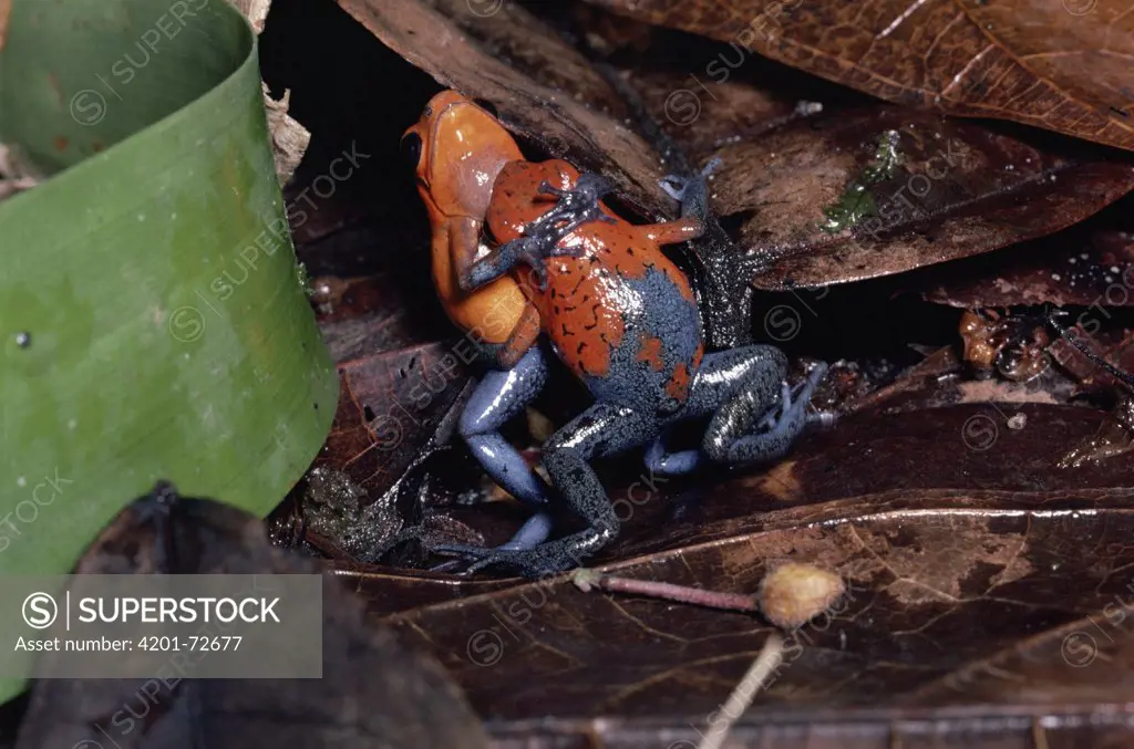 Strawberry Poison Dart Frog (Dendrobates pumilio) males wrestling for territory, rainforest, Costa Rica