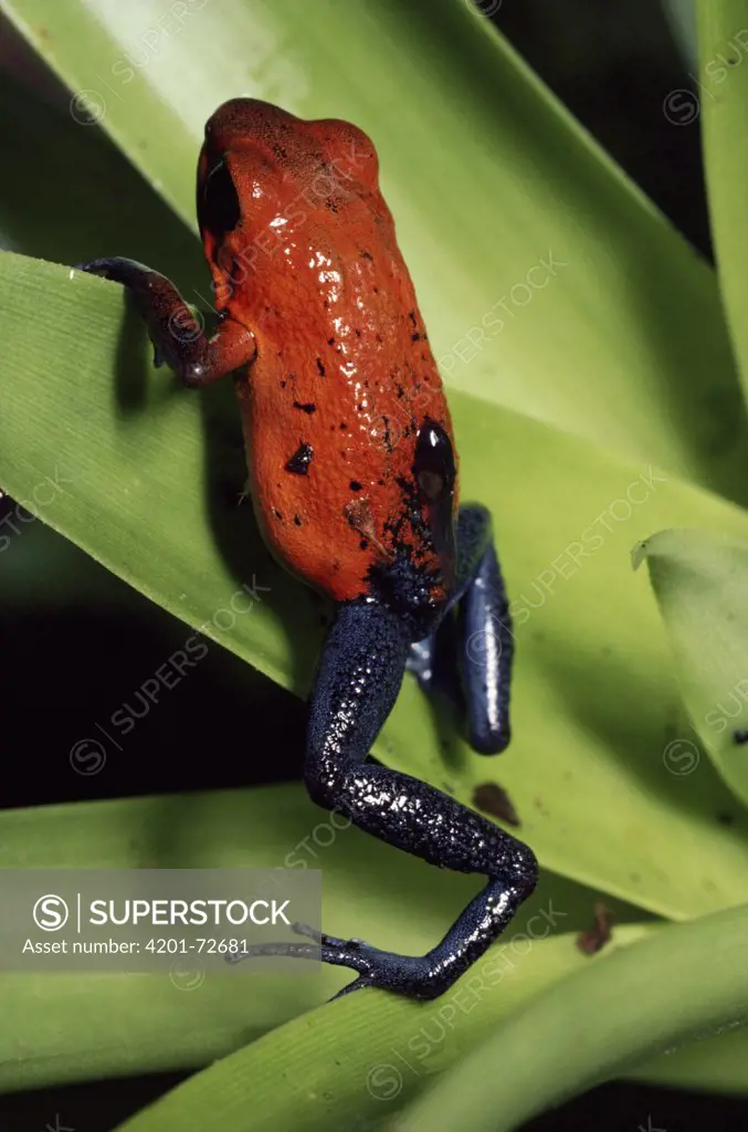 Strawberry Poison Dart Frog (Dendrobates pumilio) females carrying tadpole, rainforest, Costa Rica