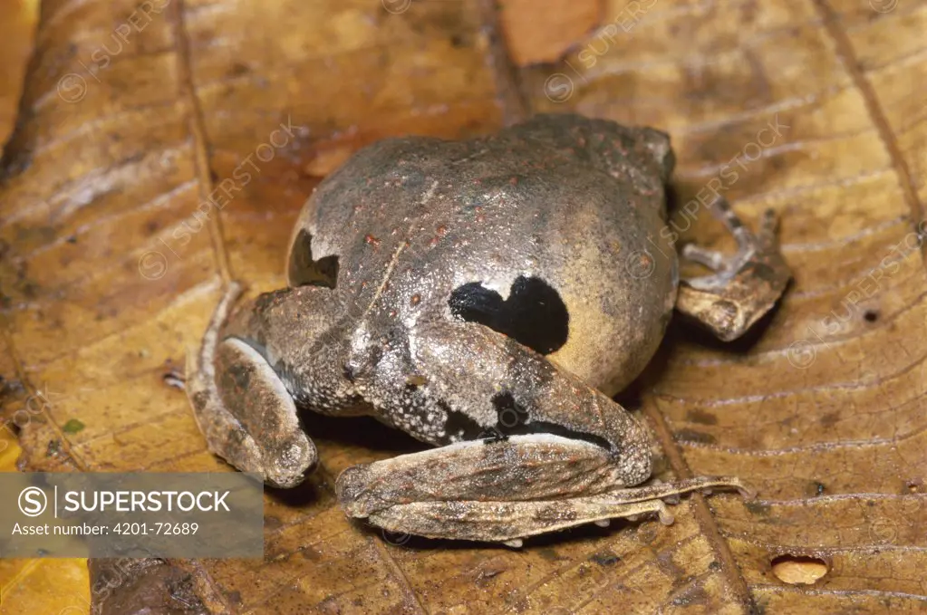 Southern Frog (Physalaemus sp) flashes false eye spots in defensive display, rainforest, Manu National Park Reserve, Peru