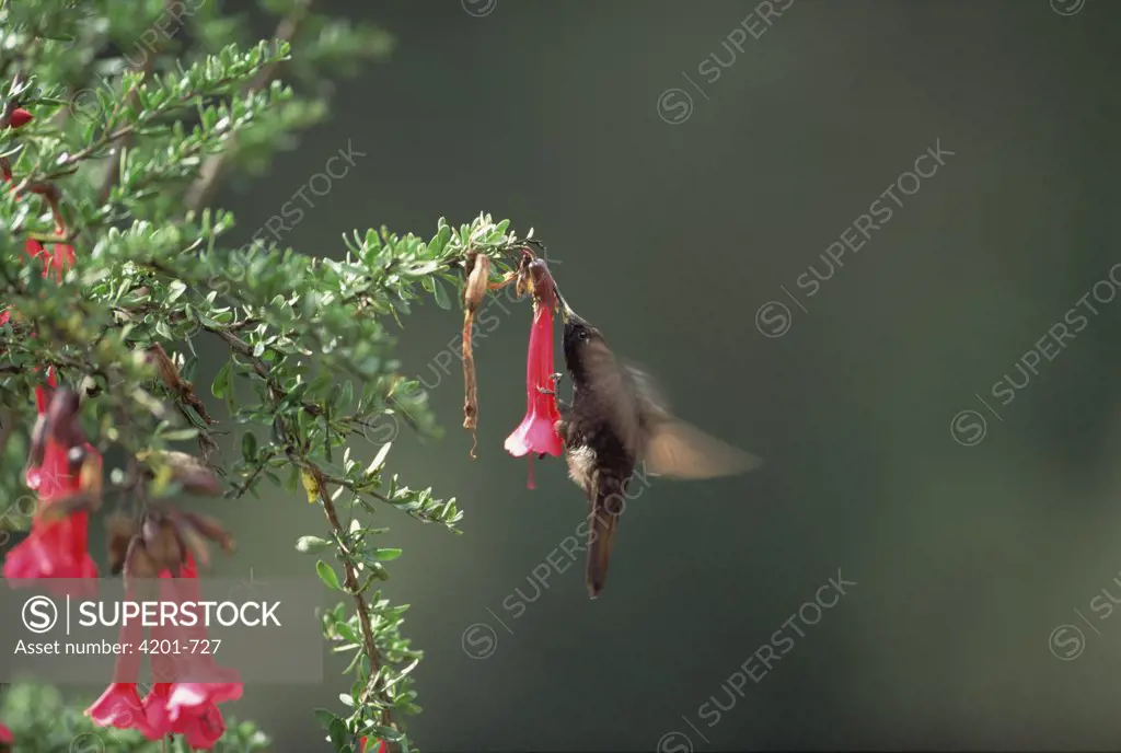 Black Metaltail Hummingbird (Metallura phoebe) feeding on flower nectar, Colca Canyon, Southern Andes, Peru