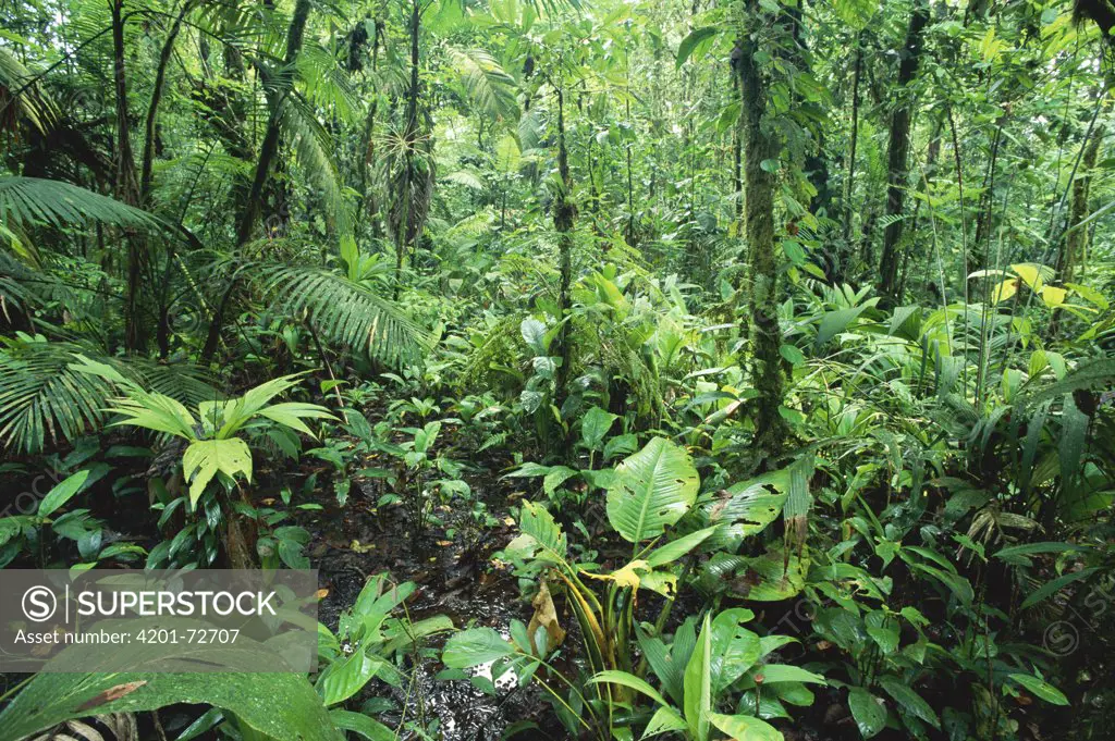 Interior of swamp forest, lowland rainforest, La Selva Biological Research Station, Costa Rica