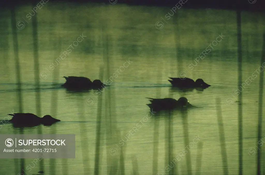 Northern Shoveler (Anas clypeata) ducks at dawn feeding and foraging, North America