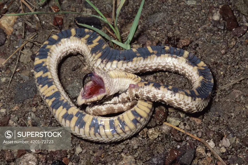 Western Hog-nosed Snake (Heterodon nasicus) defense display, North America