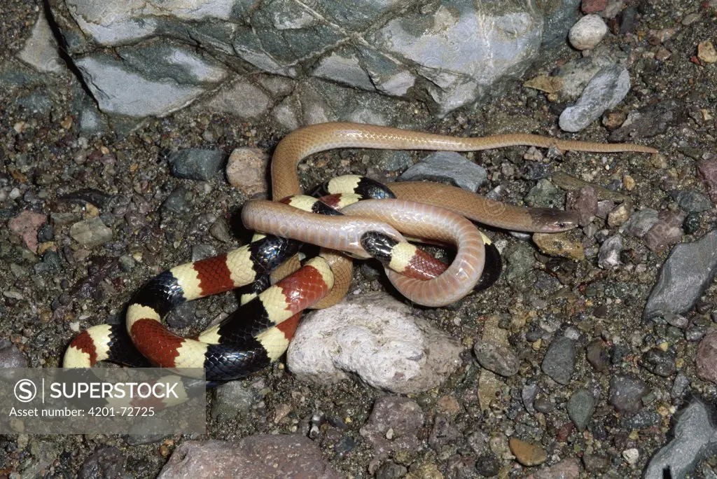 Arizona Coral Snake (Micruroides euryxanthus) eating Southeastern Crowned Snake (Tantilla coronata), Sonoran Desert, Arizona