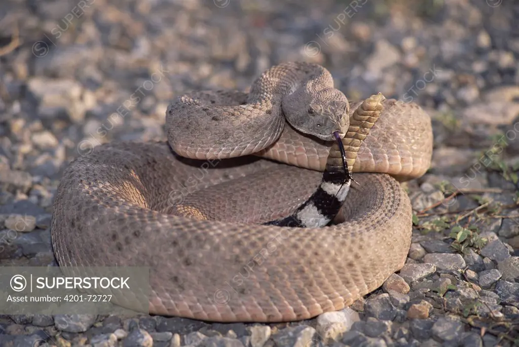 Western Diamondback Rattlesnake (Crotalus atrox) in threat display, Arizona