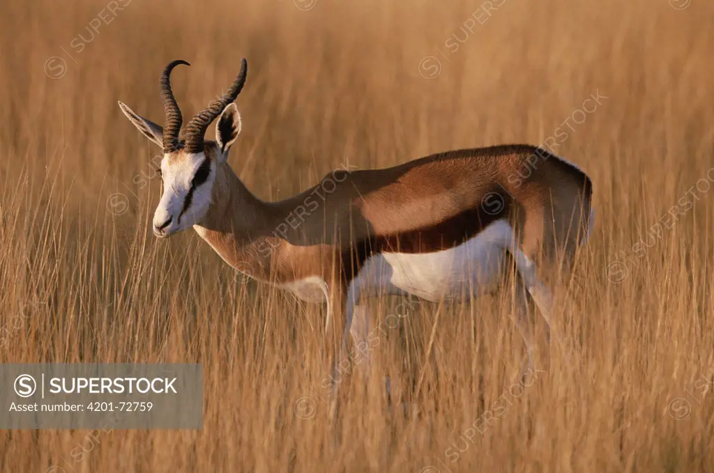 Springbok (Antidorcas marsupialis) in grass, Etosha National Park, Namibia