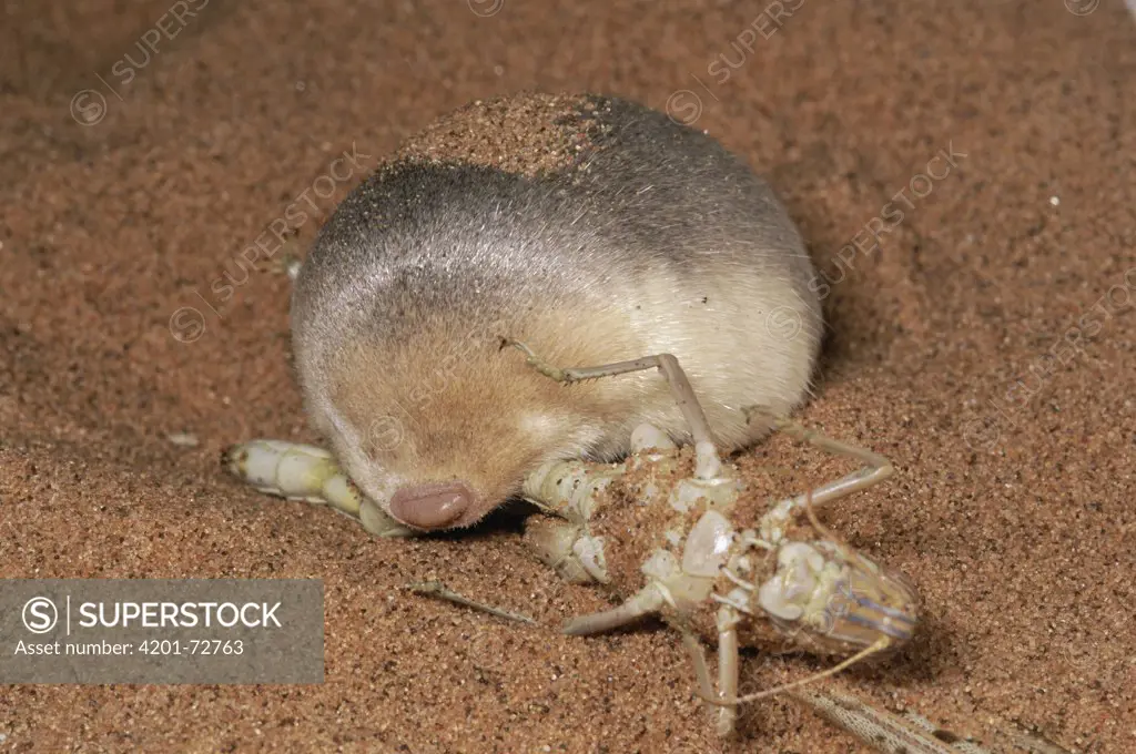 Grant's Golden Mole (Eremitalpa granti) eating a locust, Namib Desert, Namibia