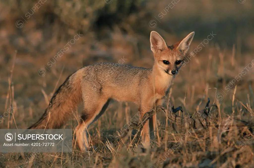 Cape Fox (Vulpes chama), Etosha National Park, Namibia
