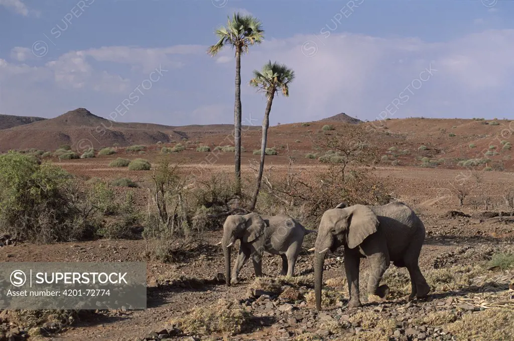 African Elephant (Loxodonta africana), Namib, Damaraland, Namibia