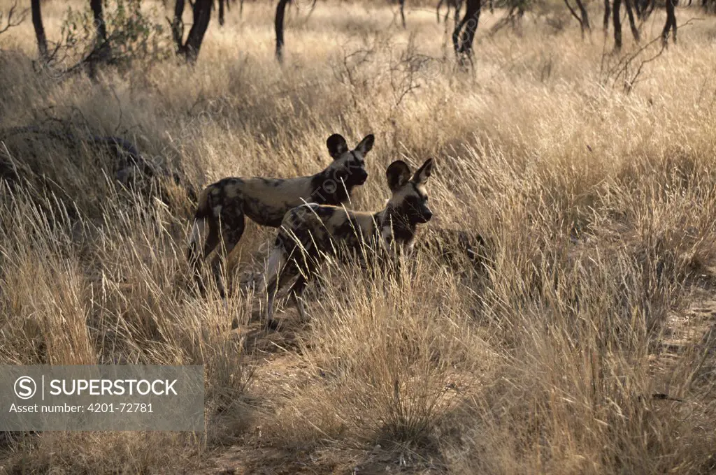 Wild Dog or African Hunting Dog (Lycaon pictus) pair, Harnas Wildlife Sanctuary, Namibia