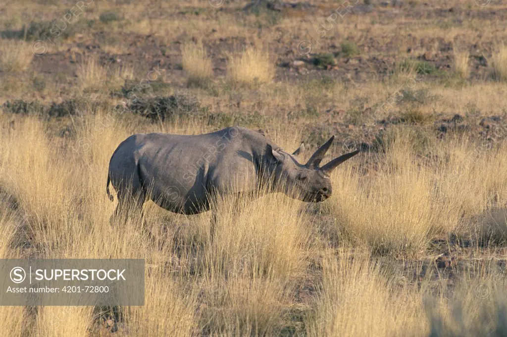 Black Rhinoceros (Diceros bicornis), Damaraland, Namib Desert, Namibia
