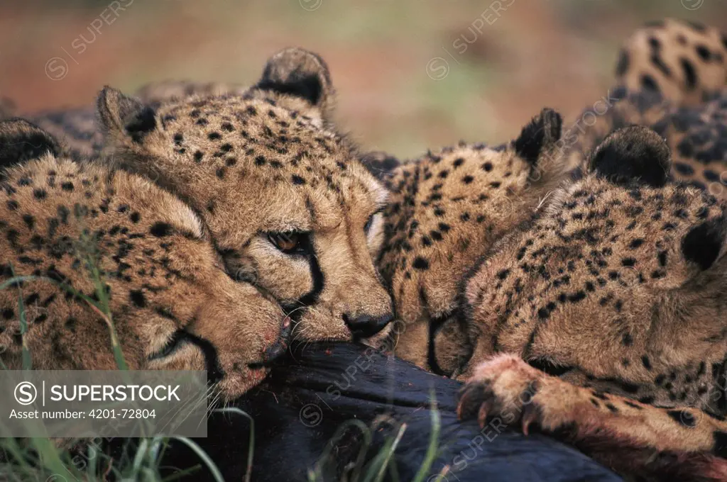 Cheetah (Acinonyx jubatus) feeding, Harnas Wildlife Sanctuary, Namibia