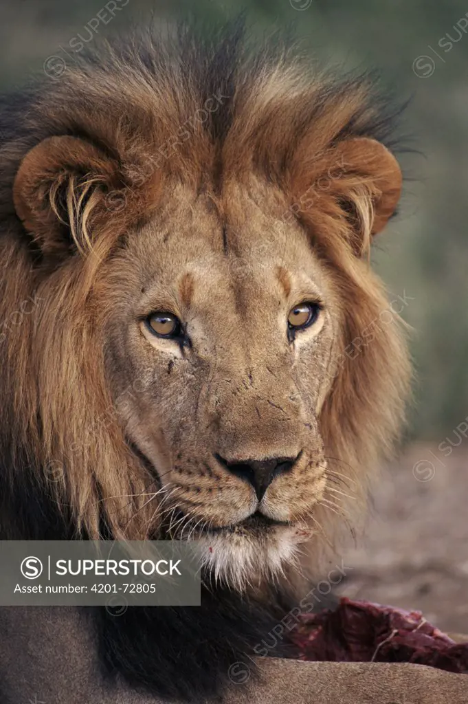 African Lion (Panthera leo) portrait, close up, Okapuka Game Reserve, Namibia